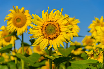 Image showing Sunflowers