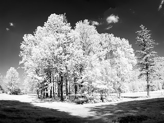 Image showing infrared trees