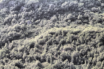 Image showing pictures of forests on the hill top