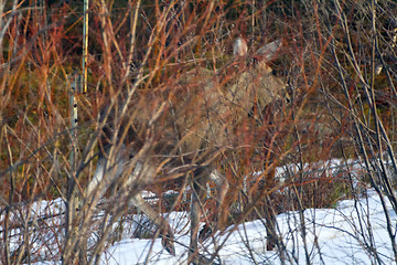 Image showing elk in preserve on edge of territory