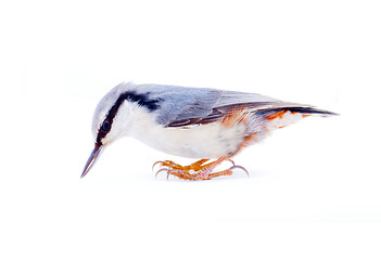 Image showing  nuthatch Sitta europaea on a white background