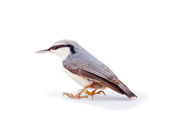 Image showing  nuthatch Sitta europaea on a white background