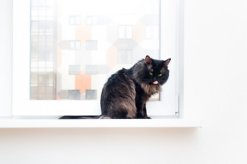 Image showing cat on the window in a new apartment house