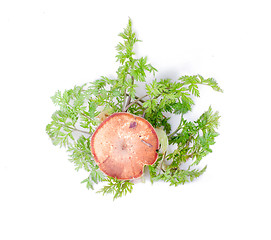 Image showing mushrooms in the woods on a white background