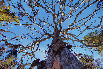 Image showing  dense forest with lichen borodinym