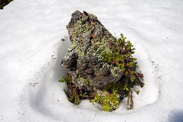 Image showing snag island melting spring in tundra