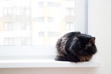 Image showing cat on the window in a new apartment house