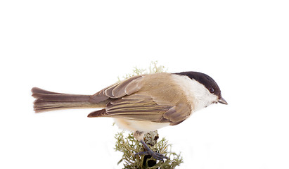 Image showing Willow tit Parus montanus on a white background
