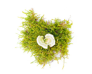 Image showing mushrooms in the woods on a white background