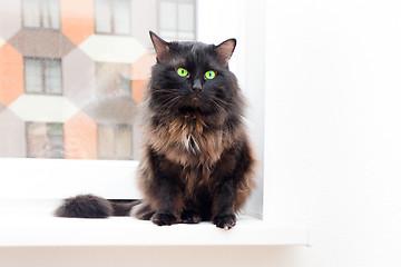 Image showing cat on the window in a new apartment house