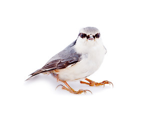 Image showing  nuthatch Sitta europaea on a white background