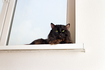 Image showing cat on the window in a new apartment house