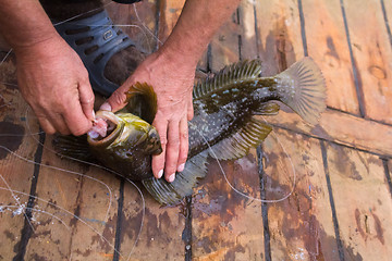 Image showing Fishing in the Pacific sea bass