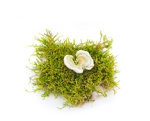 Image showing mushrooms in the woods on a white background