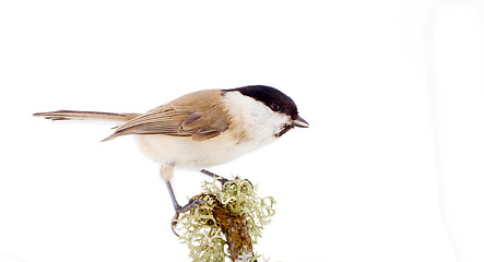 Image showing Willow tit Parus montanus on a white background