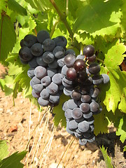 Image showing bunches of grapes