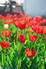 Image showing tulips 