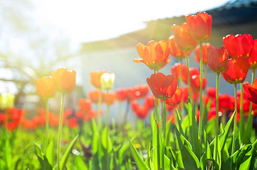 Image showing tulips 