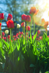 Image showing tulips 