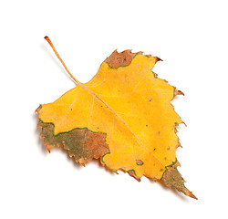 Image showing Dried autumn leaf of birch on white background