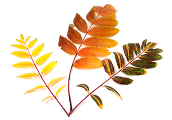 Image showing Three multicolor autumn rowan leafs