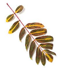 Image showing Multicolor leaf of rowan on white background