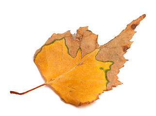 Image showing Autumn dried leaf of birch on white background