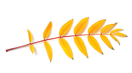 Image showing Yellow autumn rowan leaf