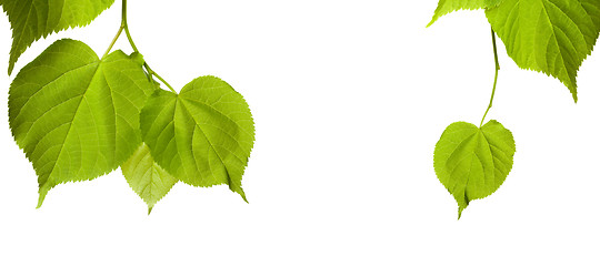 Image showing Spring tilia leaves isolated on white background