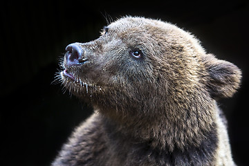 Image showing Young bear face