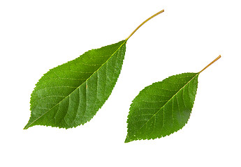 Image showing Two green leaves cherry