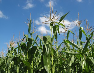 Image showing corn field