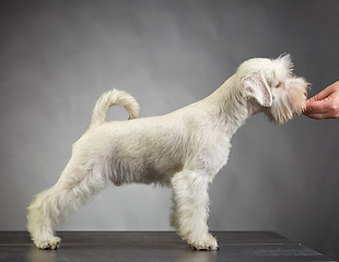 Image showing white schnauzer puppy