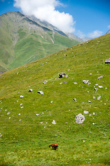 Image showing Hiking in Georgia Mountain