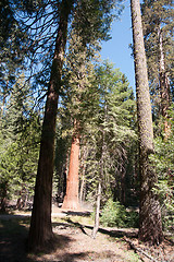 Image showing Giant Sequoia in Yosemite