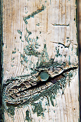 Image showing green paint in the brown wood door and rusty  yellow  