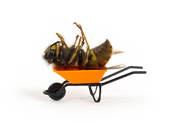 Image showing Dead wasp in a miniature wheelbarrow