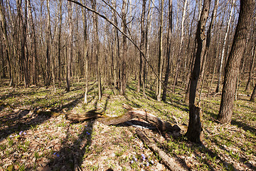 Image showing spring wood  