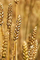 Image showing cereals 