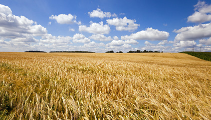 Image showing wheat field  