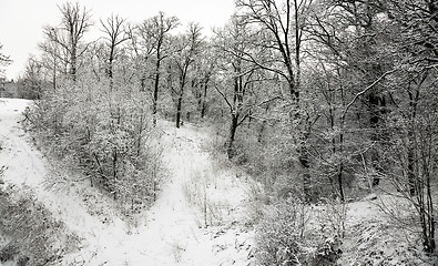 Image showing trees in the winter  