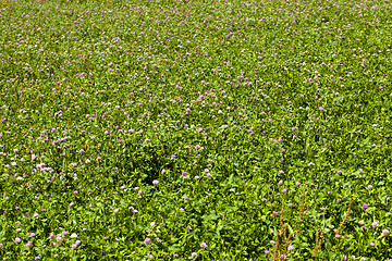 Image showing flowering clover  