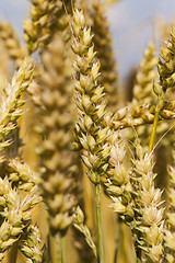 Image showing ripened cereals  