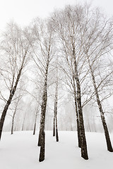Image showing winter trees  