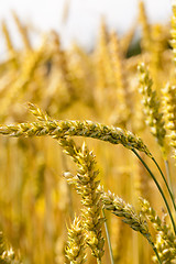 Image showing mature cereals  