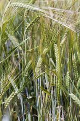 Image showing ears of rye  