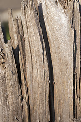 Image showing the split part of a tree  