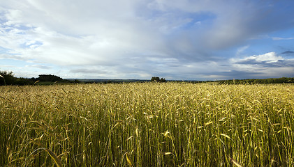 Image showing wheat field  