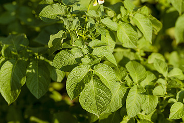 Image showing potato leaves  