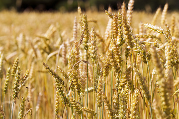 Image showing ripened cereals  